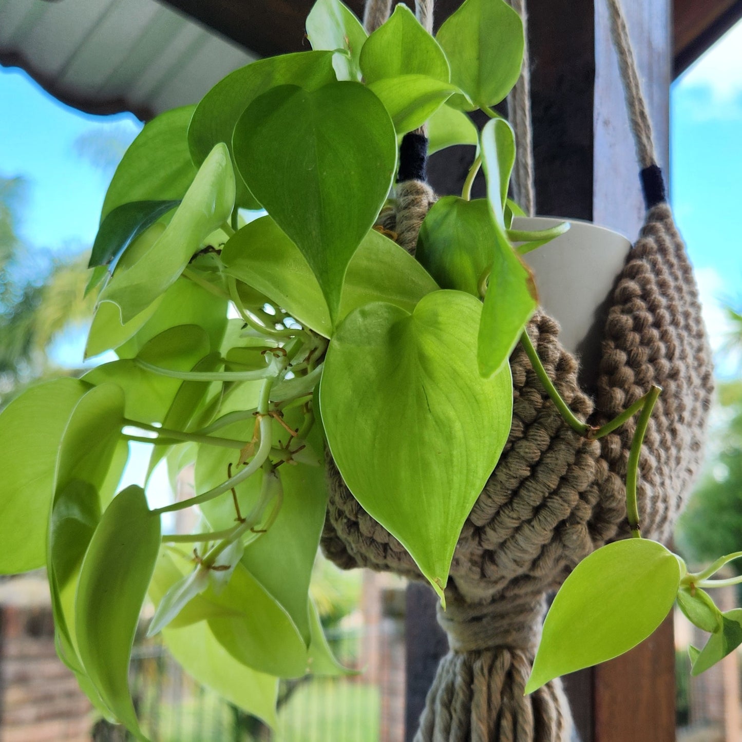COLGANTE PARA PLANTAS DE MACRAME 4 PETALOS