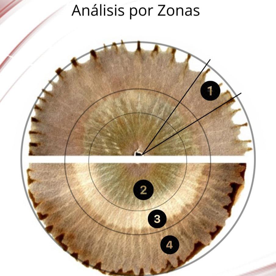 Mándala Nutricional - Tu Huella Única de Lactancia